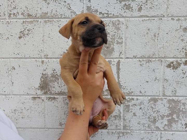 Chiot de type American Staffordshire Terrier femelle à vendre