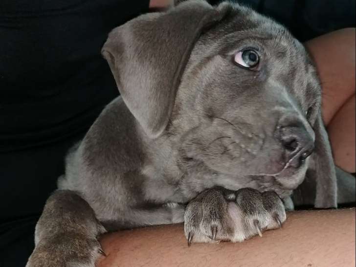 Cane Corso Disponible Pour Saillie Petite Annonce Chien