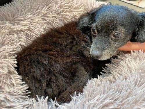 Mâle adulte de type Chihuahua robe chocolat 8 ans recherche foyer