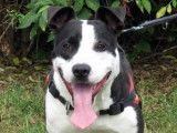 Jeune mâle croisé de type Border Collie robe noire et blanche 1 an cherche foyer