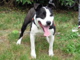 Jeune mâle croisé de type Border Collie robe noire et blanche 1 an cherche foyer