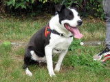 Jeune mâle croisé de type Border Collie robe noire et blanche 1 an cherche foyer