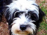 Chienne Terrier Tibétain à vendre