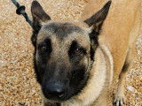 Rya, femelle Malinois à l'adoption