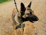 Rya, femelle Malinois à l'adoption