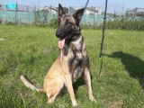 Rya, femelle Malinois à l'adoption