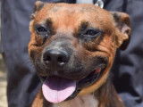 Jeune mâle croisé de type Staffordshire Terrier robe fauve 2 ans 1/2 à adopter