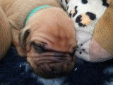 Chiot mâle