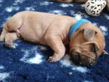 Chiots Rhodesian Ridgeback LOF à vendre