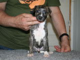 &Eacute;l&eacute;gants chiots Whippet, LOF, disponibles &agrave; partir du 07/10/2021 : une femelle et quatre m&acirc;les