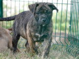 Chiots Dogue de Majorque LOF à vendre