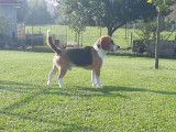 De race Beagle disponible pour saillie