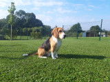De race Beagle disponible pour saillie