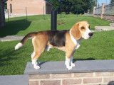 De race Beagle disponible pour saillie