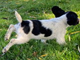 Sportifs chiots Springler Anglais, LOF, 2 m&acirc;les, robe blanche et noire, disponibles de suite