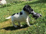 Sportifs chiots Springler Anglais, LOF, 2 m&acirc;les, robe blanche et noire, disponibles de suite