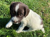 À réserver énergique chiots Springler Spaniel, LOF : une femelle et six mâles