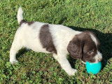 À réserver énergique chiots Springler Spaniel, LOF : une femelle et six mâles