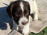 À réserver énergique chiots Springler Spaniel, LOF : une femelle et six mâles