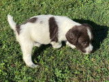 À réserver énergique chiots Springler Spaniel, LOF : une femelle et six mâles