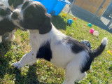À réserver énergique chiots Springler Spaniel, LOF : une femelle et six mâles