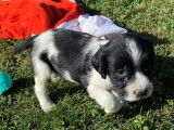 À réserver énergique chiots Springler Spaniel, LOF : une femelle et six mâles