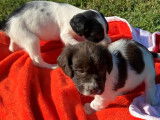 À réserver énergique chiots Springler Spaniel, LOF : une femelle et six mâles