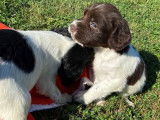 À réserver énergique chiots Springler Spaniel, LOF : une femelle et six mâles
