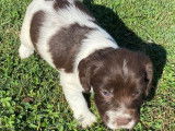 À réserver énergique chiots Springler Spaniel, LOF : une femelle et six mâles