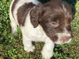 À réserver énergique chiots Springler Spaniel, LOF : une femelle et six mâles