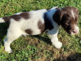 À réserver énergique chiots Springler Spaniel, LOF : une femelle et six mâles