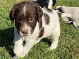 À réserver énergique chiots Springler Spaniel, LOF : une femelle et six mâles