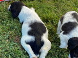 À réserver énergique chiots Springler Spaniel, LOF : une femelle et six mâles