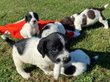 À réserver énergique chiots Springler Spaniel, LOF : une femelle et six mâles