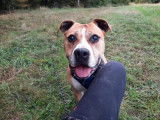 Mâle adulte d'apparence American Staffordshire robe bicolore 10 ans 1/2 à adopter
