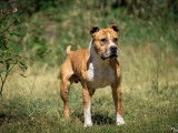 Mâle adulte d'apparence American Staffordshire robe bicolore 10 ans 1/2 à adopter