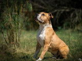 Mâle adulte d'apparence American Staffordshire robe bicolore 10 ans 1/2 à adopter