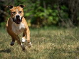 Mâle adulte d'apparence American Staffordshire robe bicolore 10 ans 1/2 à adopter