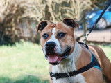 Mâle adulte d'apparence American Staffordshire robe bicolore 10 ans 1/2 à adopter
