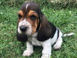 Paisibles chiots Basset Hound, LOF, tricolores, disponibles dès le 18/09/2021 : 3 femelles et 2 mâles
