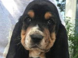 Paisibles chiots Basset Hound, LOF, tricolores, disponibles dès le 18/09/2021 : 3 femelles et 2 mâles