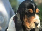 Paisibles chiots Basset Hound, LOF, tricolores, disponibles dès le 18/09/2021 : 3 femelles et 2 mâles