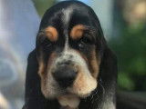 Paisibles chiots Basset Hound, LOF, tricolores, disponibles dès le 18/09/2021 : 3 femelles et 2 mâles