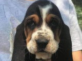 Paisibles chiots Basset Hound, LOF, tricolores, disponibles dès le 18/09/2021 : 3 femelles et 2 mâles