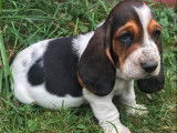 Paisibles chiots Basset Hound, LOF, tricolores, disponibles dès le 18/09/2021 : 3 femelles et 2 mâles