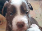 Chiots border collie chocolat et noir et blanc disponible