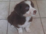 Chiots border collie chocolat et noir et blanc disponible
