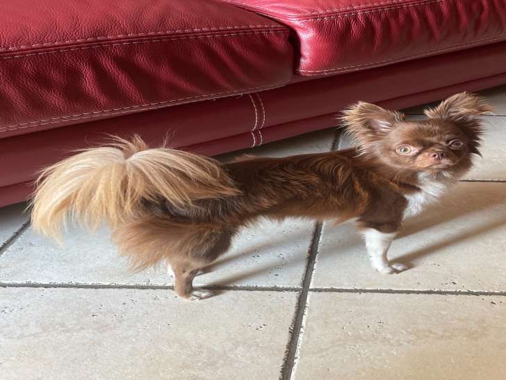 Chihuahua à poils longs marron et blancs.
