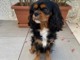 Mâle Cavalier King Charles LOF disponible pour saillie