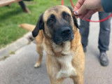 Femelle adulte croisée de type Berger d'Anatolie robe fauve 5 ans à adopter